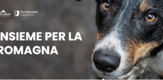 Arrivano in Romagna 200.000 pasti per i cani e gatti colpiti dall’alluvione
