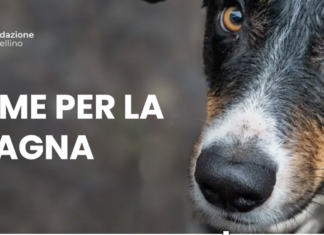 Arrivano in Romagna 200.000 pasti per i cani e gatti colpiti dall’alluvione