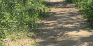 Esposito (FdI): “Parcheggi a pagamento anche per accedere alle spiagge dei lidi ravennati. Perchè?”