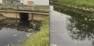 Verlicchi (La Pigna, Città-Forese-Lidi): “Disastro nel canale di bonifica Destro Reno: procedere immediatamente alla sua bonifica”