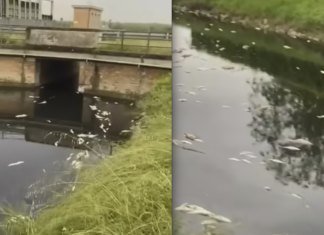 Pesci morti. Sopralluoghi di Arpae: “Assenza di ossigeno in acqua”