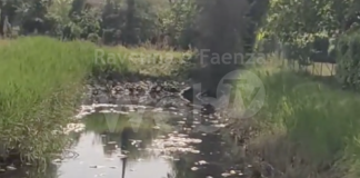 Evangelisti e Ferrero (FdI): moria di pesci a Ravenna, intervenga subito Arpae