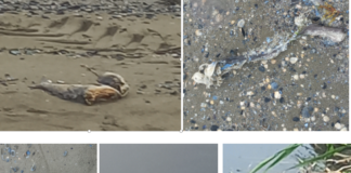 Ancisi (LpRa): Acqua, pesci e abitanti asfissiati a Casal Borsetti