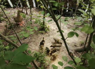 Italia Nostra: “Il parco urbano della morte a Ravenna, possibile strage di pulcini e nidi di fauna selvatica al Parco Teodorico”