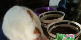 Ultima Petfood dona oltre 50mila pasti ad ENPA da destinare all’emergenza alluvioni