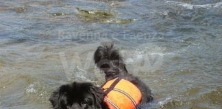 Il bagnino degli animali, a Marina Romea un corso di primo soccorso animale in spiaggia