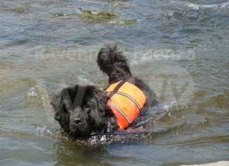 Il bagnino degli animali, a Marina Romea un corso di primo soccorso animale in spiaggia