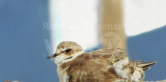 Sulla spiaggia sud di Cervia trovato un nido di fratino