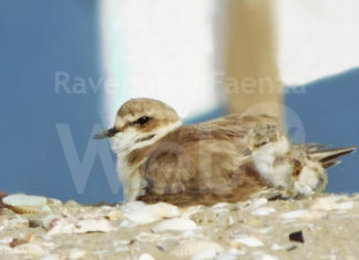 Sulla spiaggia sud di Cervia trovato un nido di fratino