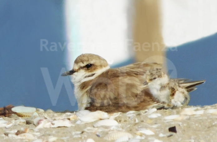 fratino_genitore_e_pulcino_fratino_cervia_ph_daniela_minelli1