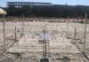 Evento storico in Emilia Romagna: ritrovato a Milano Marittima il primo nido documentato di tartaruga marina