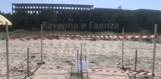 Evento storico in Emilia Romagna: ritrovato a Milano Marittima il primo nido documentato di tartaruga marina