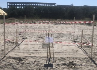 Evento storico in Emilia Romagna: ritrovato a Milano Marittima il primo nido documentato di tartaruga marina