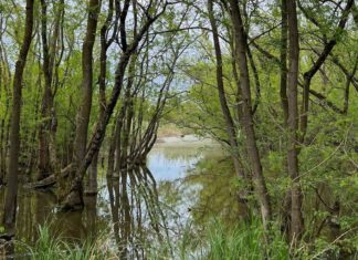 Ripartono gli appuntamenti gratuiti del Progetto LIFE Perdix, sabato due escursioni a Punte Alberete