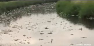 Morìa di pesci nel canale in Destra Reno a causa delle acque di Conselice: “Serviranno giorni”