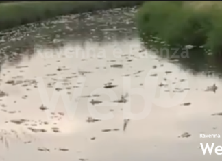 Morìa di pesci nel canale in Destra Reno a causa delle acque di Conselice: “Serviranno giorni”