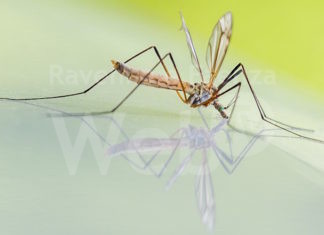 Faenza: Al via la distribuzione del prodotto antizanzare per i residenti di zone alluvionate