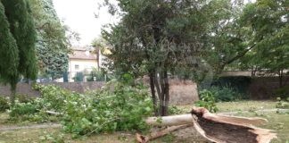 Vento forte: alberi e rami caduti