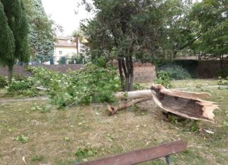 Vento forte: alberi e rami caduti