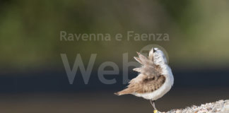 Prosegue la crescita dei pulcini di fratino nel Comune di Cervia