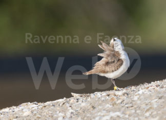 Prosegue la crescita dei pulcini di fratino nel Comune di Cervia