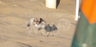 Involati i giovani fratini di Pinarella di Cervia: i volontari ringraziano e festeggiano con una pulizia della spiaggia