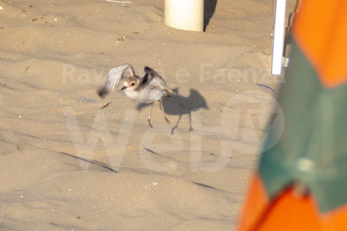 2023_07_pulcino Pinarella_ph Andrea Ceccarelli