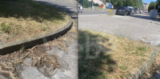 Grandi (Viva Ravenna): “Niente raccolta degli sfalci dopo il taglio dell’erba, qualcuno ha autorizzato Azimut o è solo mancanza di controlli?”