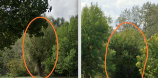 Ancisi (LpRa): “Alberi ingiustamente tagliati al Parco Teodorico”