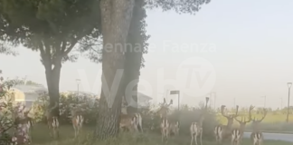 Incontri speciali a Lido di Classe, decine di daini nei pressi della chiesa