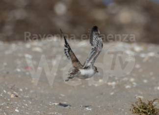 I giovani fratini di Pinarella di Cervia hanno iniziato a volare!