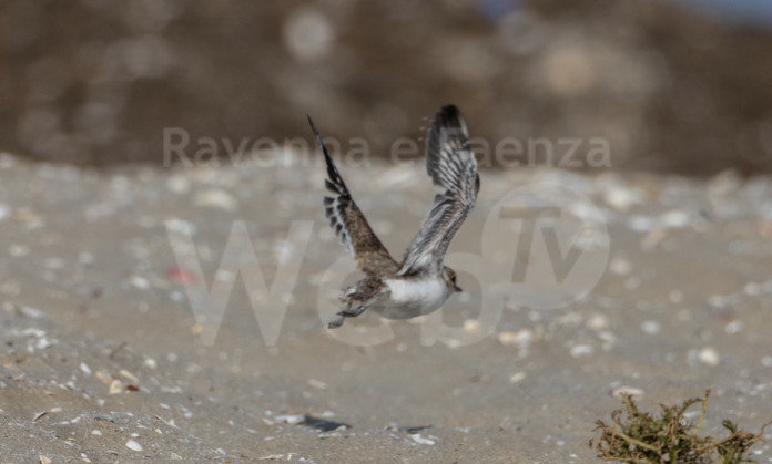 Schermata 2023-07-26 alle 12.25.57