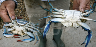 Pesca. In vigore l’autorizzazione per la cattura e la vendita del “granchio blu” per le imprese