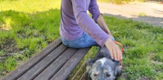 Ancisi (LpRa): Valorizzare il servizio dei volontari nel canile di Ravenna