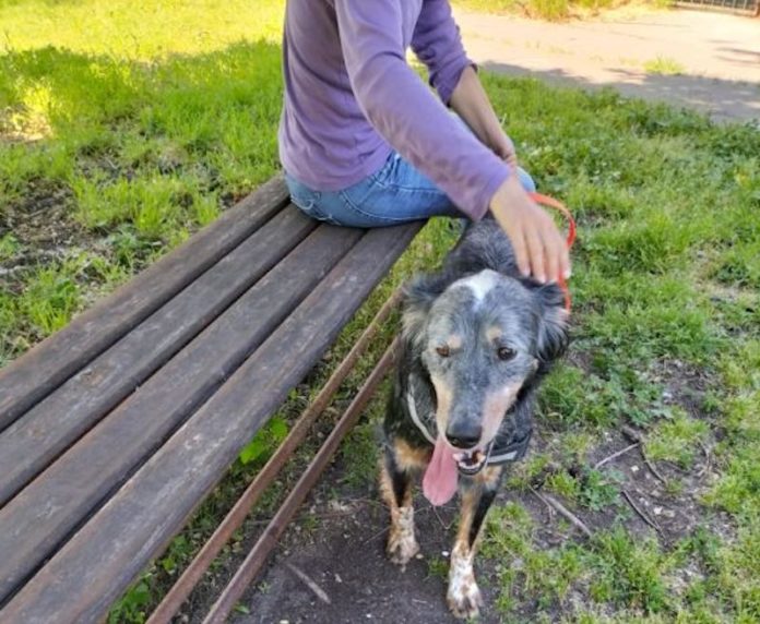 Volontaria al canile - foto