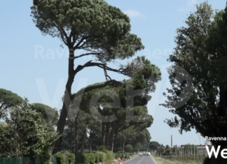 Brisighellese chiusa: alberi pericolanti sul rettilineo di Errano