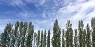 Lugo, Comitato “Salviamo il Parco di Largo Corelli”: Bene che il sindaco incontra i cittadini, ma si fermi il progetto di abbattimento degli alberi