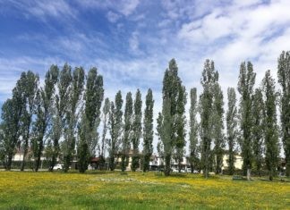 Lugo, Comitato “Salviamo il Parco di Largo Corelli”: Bene che il sindaco incontra i cittadini, ma si fermi il progetto di abbattimento degli alberi