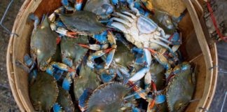 Marendon (noimoderati.cdx.ra): “come buttare dalla finestra i soldi dei contribuenti”