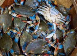 Pesca. Granchio blu, il presidente Bonaccini chiede al Governo che venga deliberato lo stato di emergenza nazionale