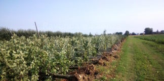 Coldiretti: Dopo l’alluvione, il tornado. Agricoltura ravennate allo stremo