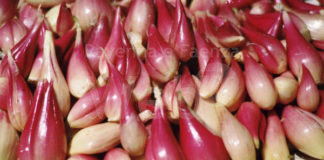 A Riolo Terme arriva la Fiera dello Scalogno