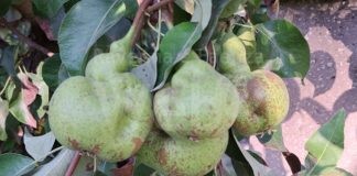 La cimice asiatica torna a proliferare e minaccia raccolti frutta nel ravennate