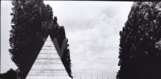 Due diffide al Comune di Lugo per il taglio degli alberi al parco Corelli