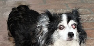 Associazione Volontari Animalisti: “Ingiunzione di sfratto, la cagnolina Aria rischia di essere separata dal compagno di vita e ne morirebbe”