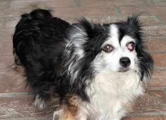 Associazione Volontari Animalisti: “Ingiunzione di sfratto, la cagnolina Aria rischia di essere separata dal compagno di vita e ne morirebbe”