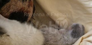 Enpa: 6 cuccioli appena nati abbandonati davanti all’oasi felina della Chiusaccia a Cotignola