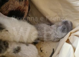 Enpa: 6 cuccioli appena nati abbandonati davanti all’oasi felina della Chiusaccia a Cotignola