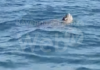 Incredibile avvistamento davanti alla costa ravennate: la tartaruga Liuto | VIDEO