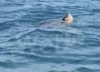 Incredibile avvistamento davanti alla costa ravennate: la tartaruga Liuto | VIDEO